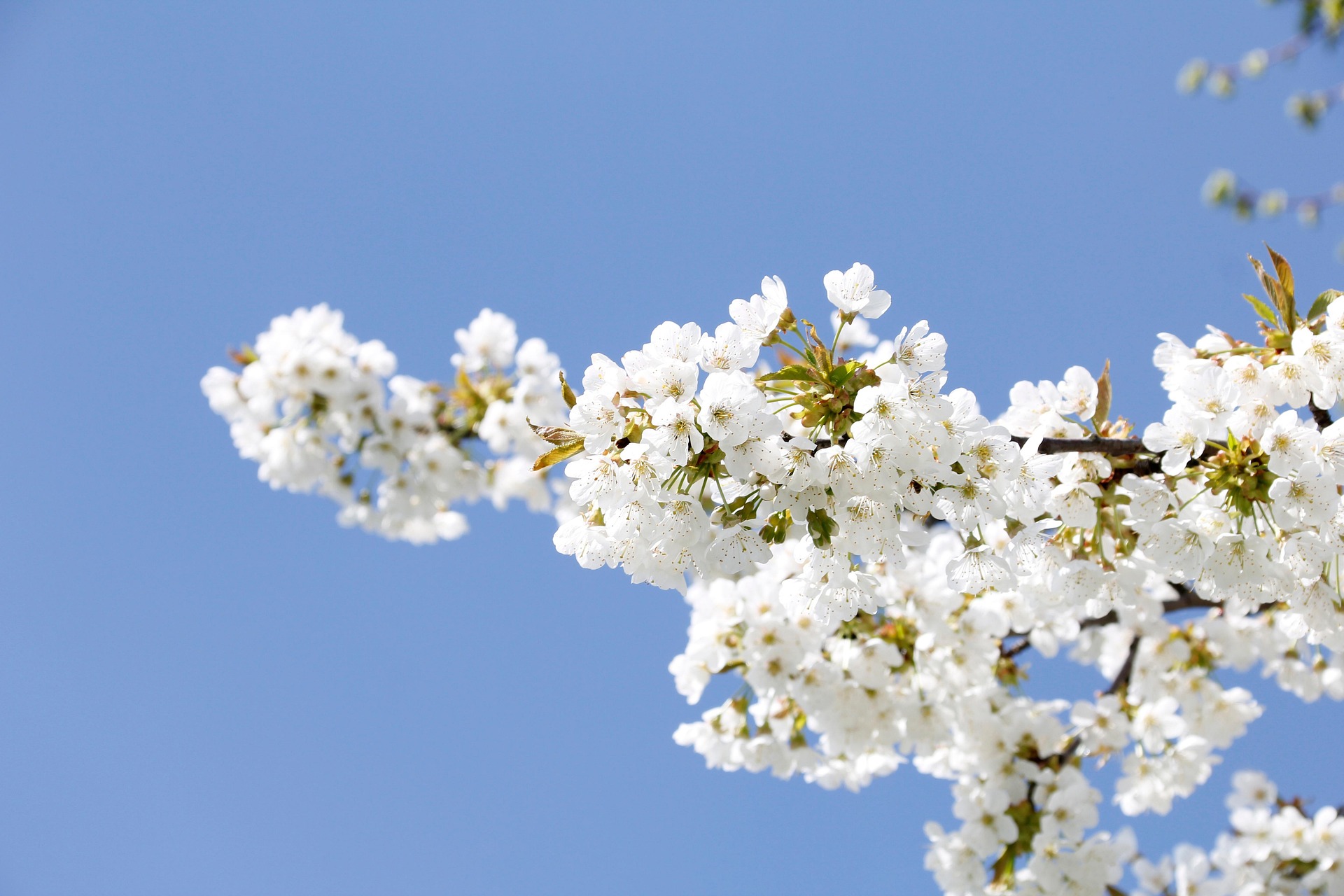fotobal-spring-7960360_1920.jpg